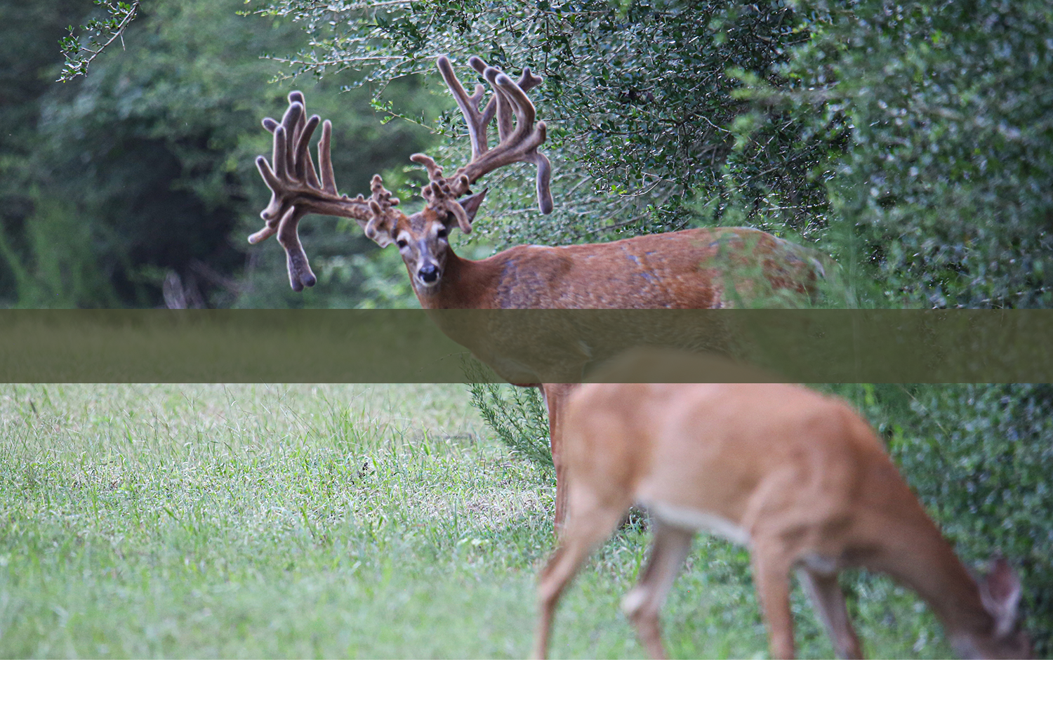 Hunting is Life