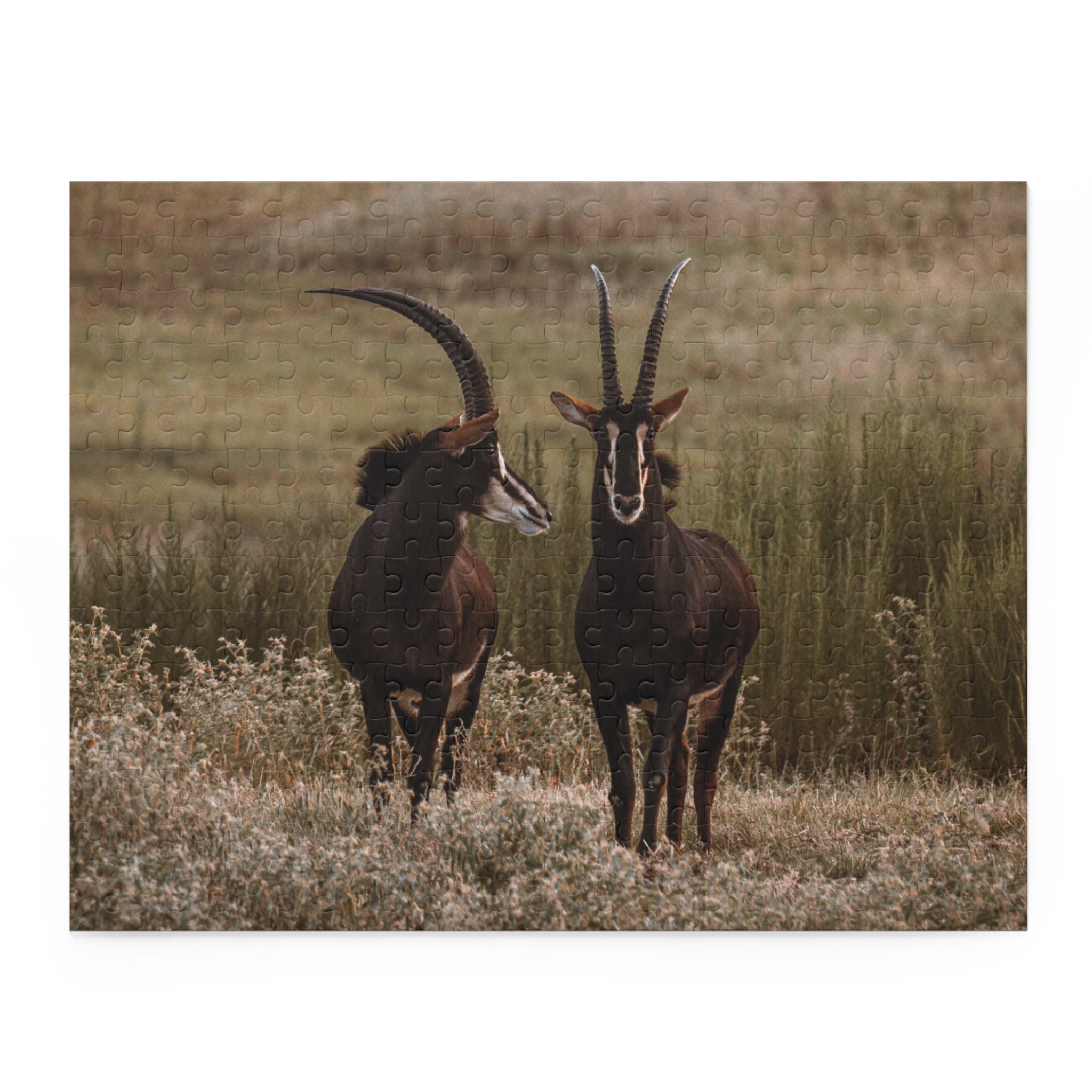 Puzzle of Two Sable Bucks in Conversation