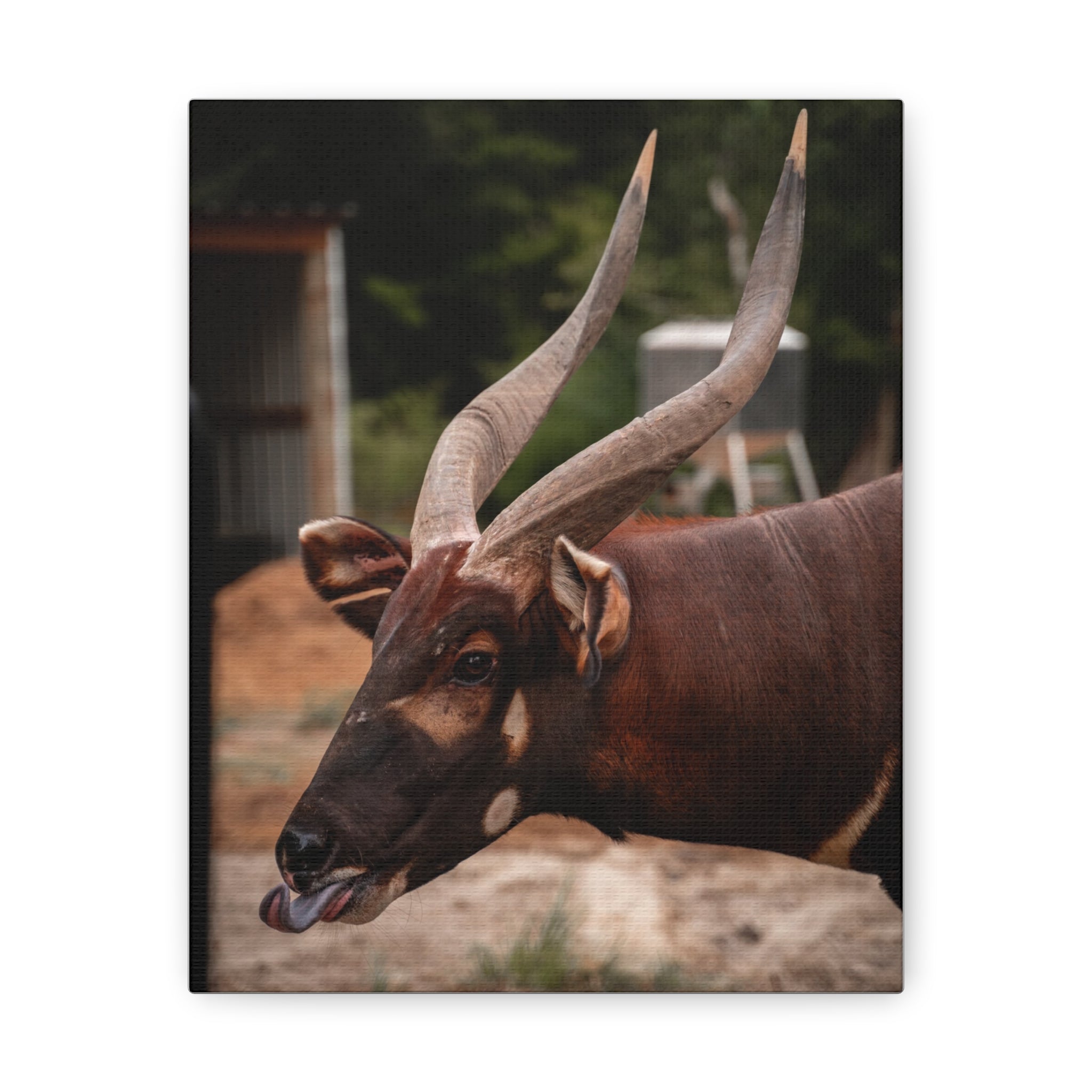 Canvas Photograph of Buc Buc the Bongo Antelope