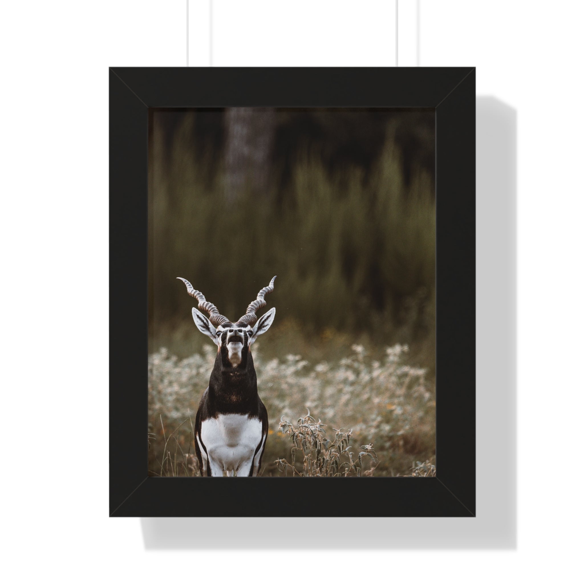 Framed print of Blackbuck Bellowing