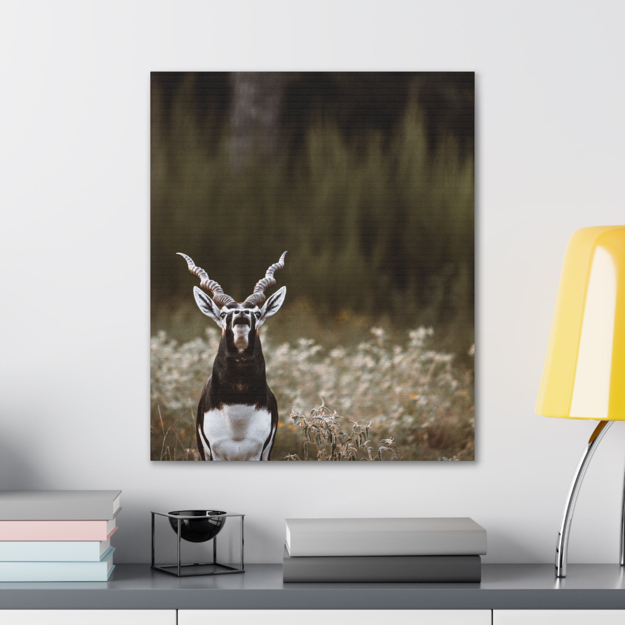 Canvas Print of Blackbuck Bellowing