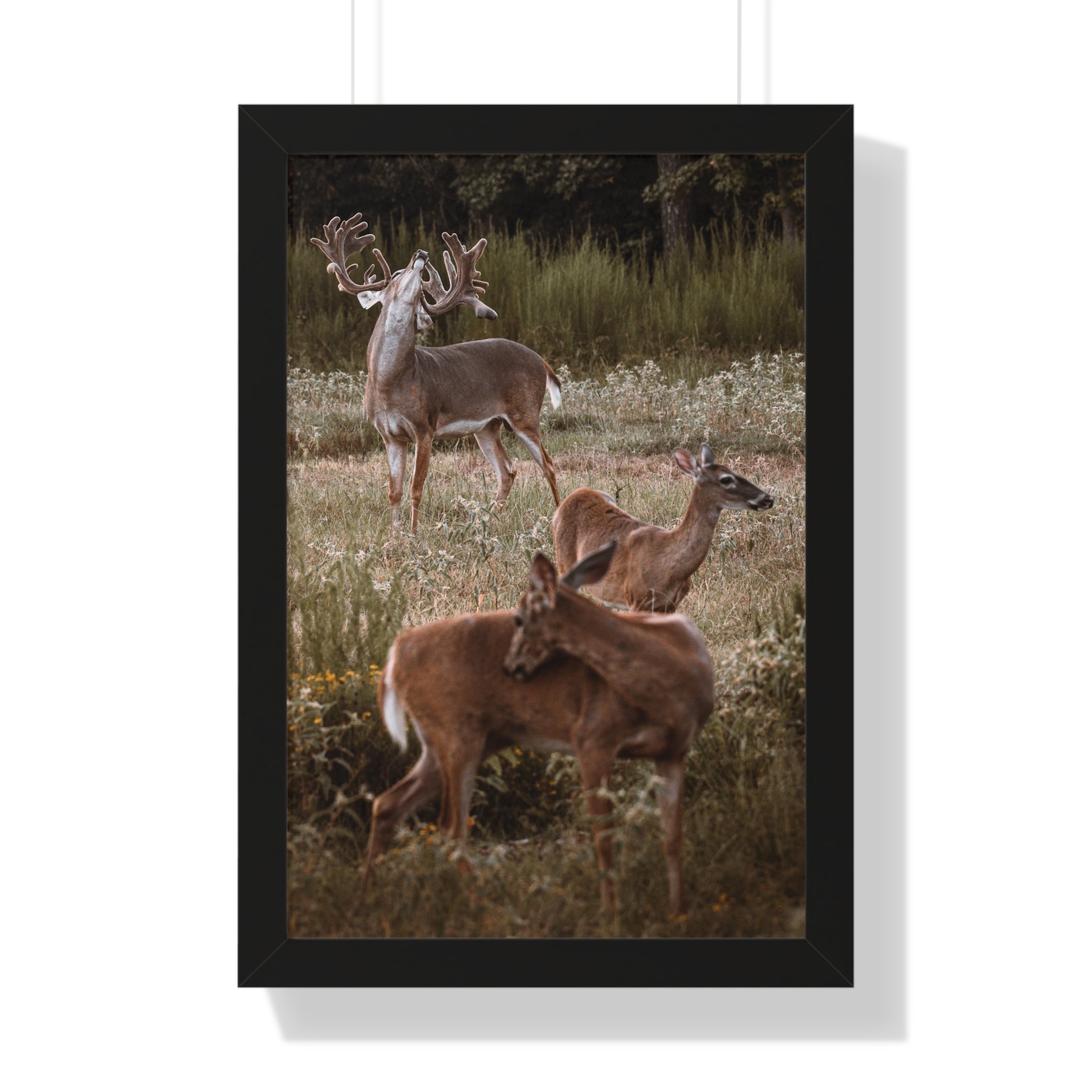 Framed print of Majestic Buck with Whitetail Does