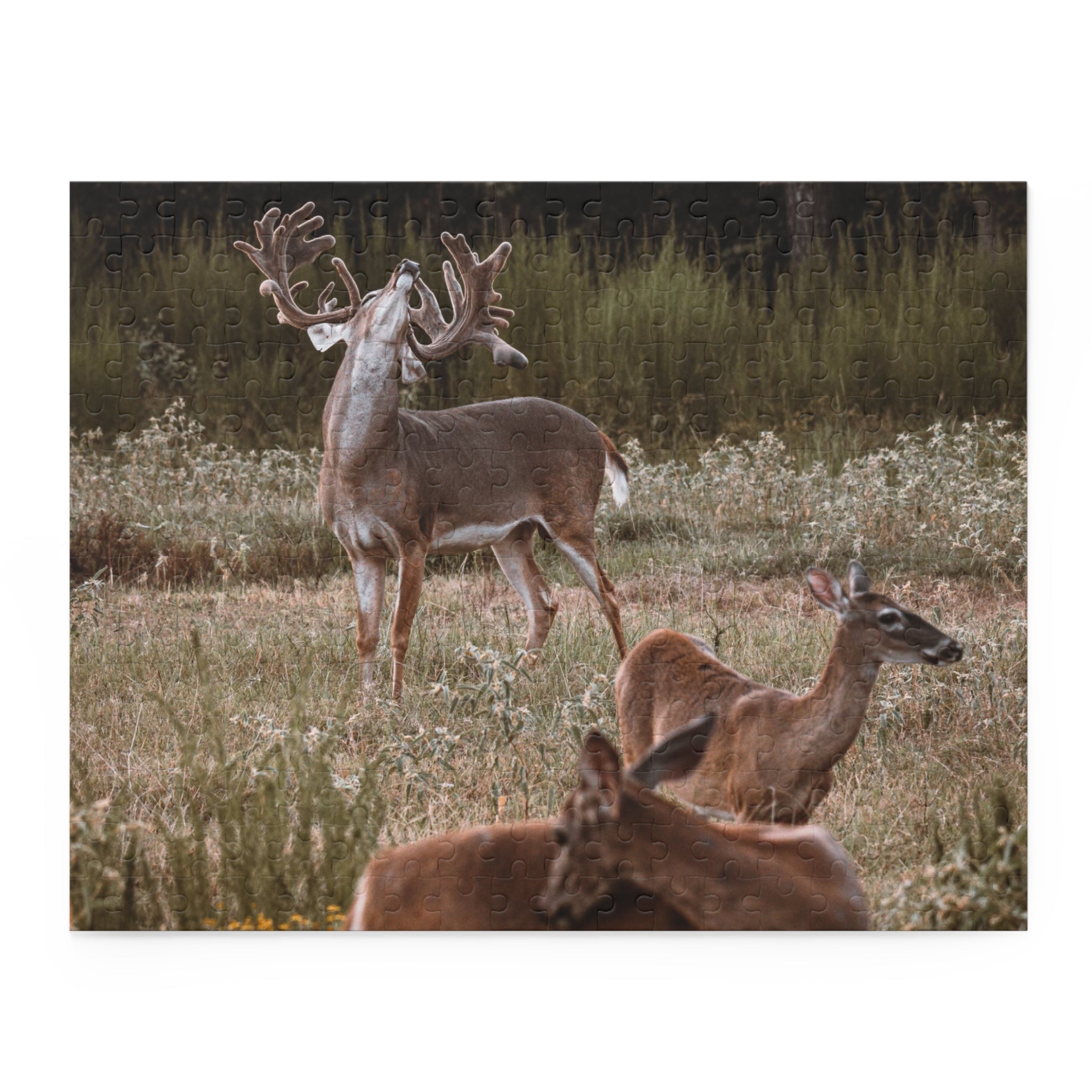 Puzzle (120, 252, 500-Piece)