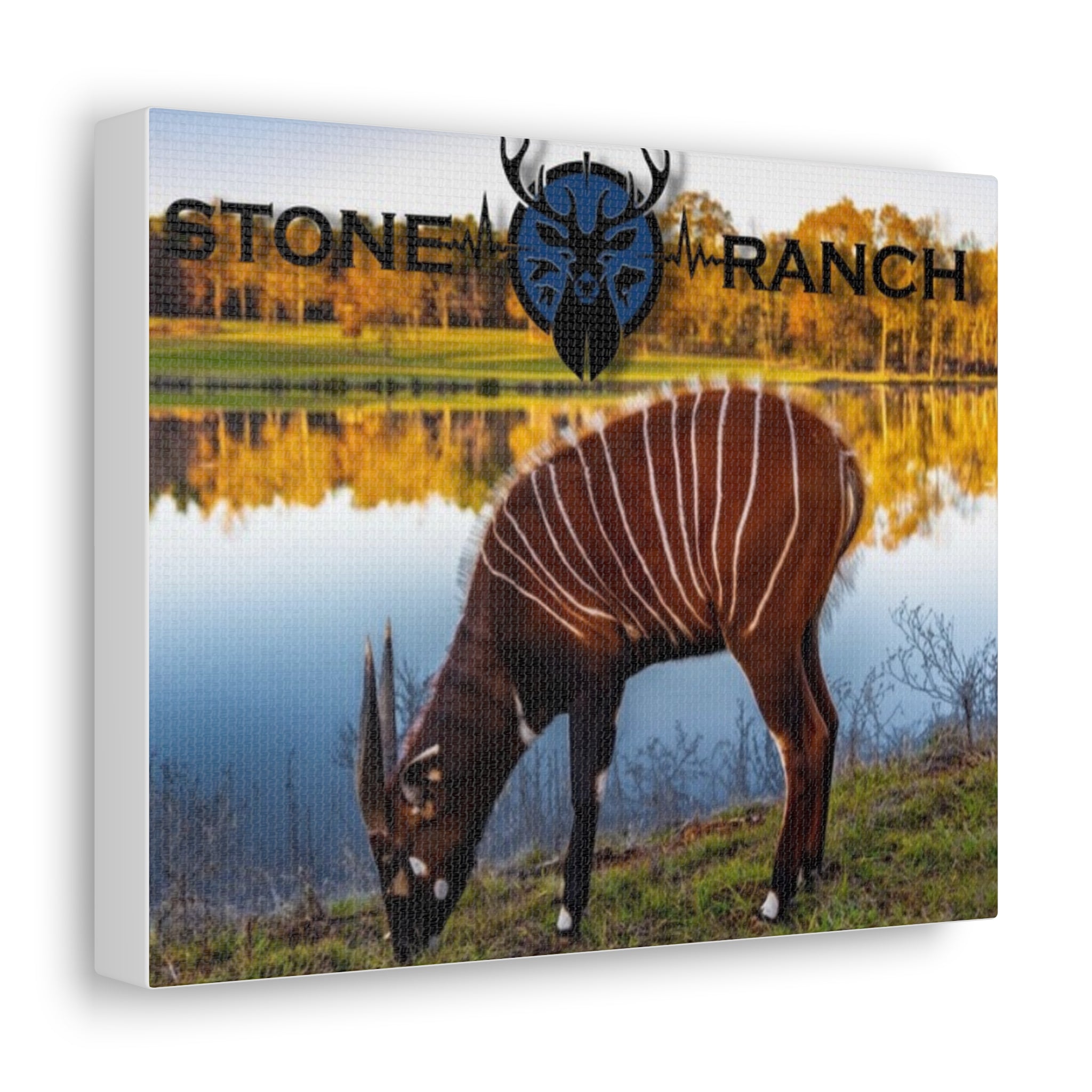 Canvas Photograph of Buc Buc the Bongo Antelope
