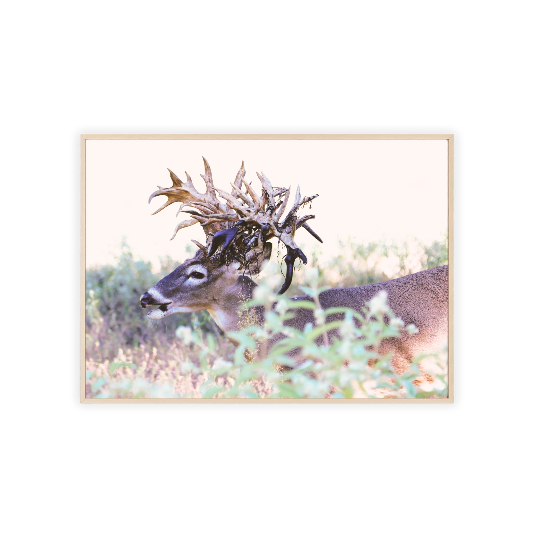 Framed Print of 'Freaknasty'