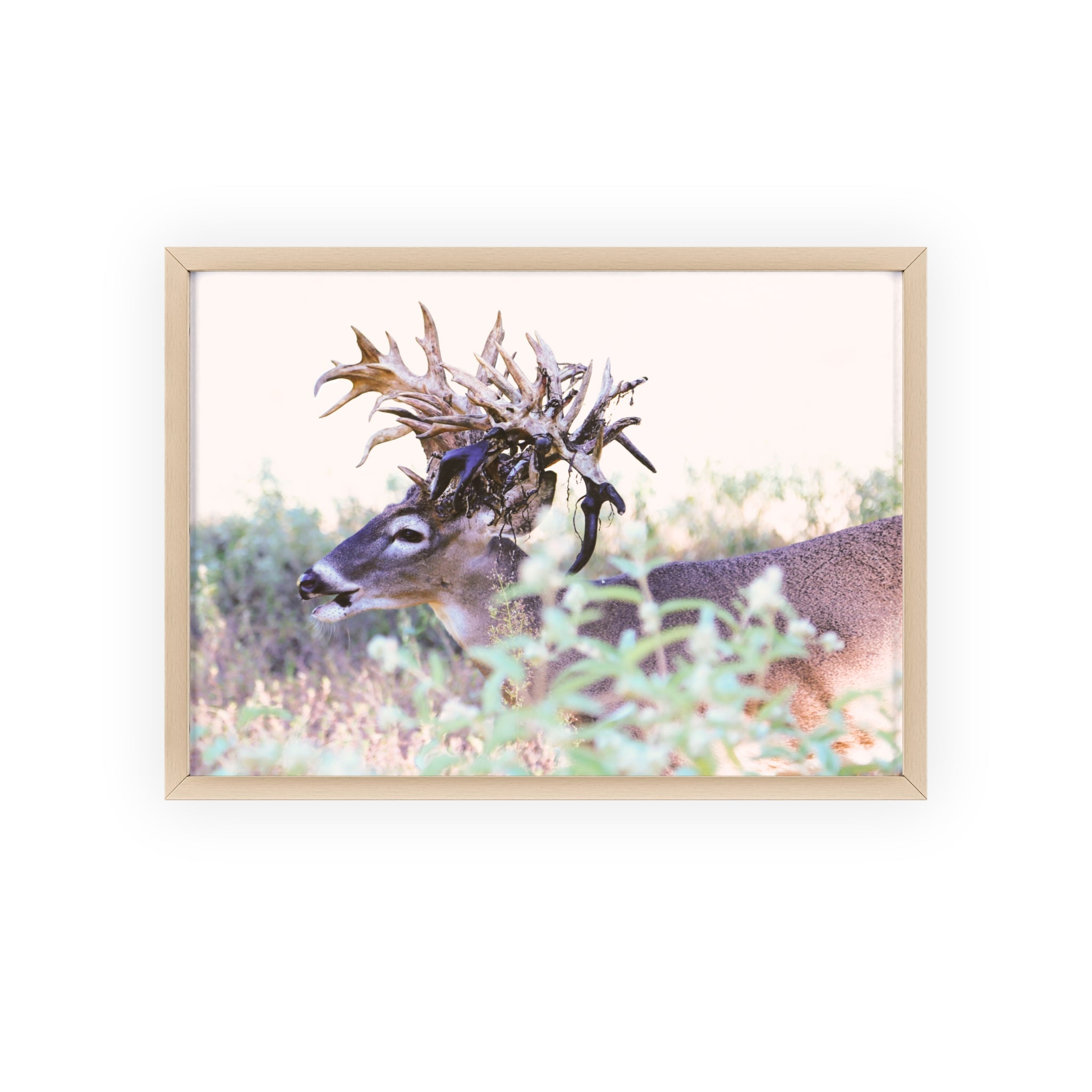 Framed Print of 'Freaknasty'