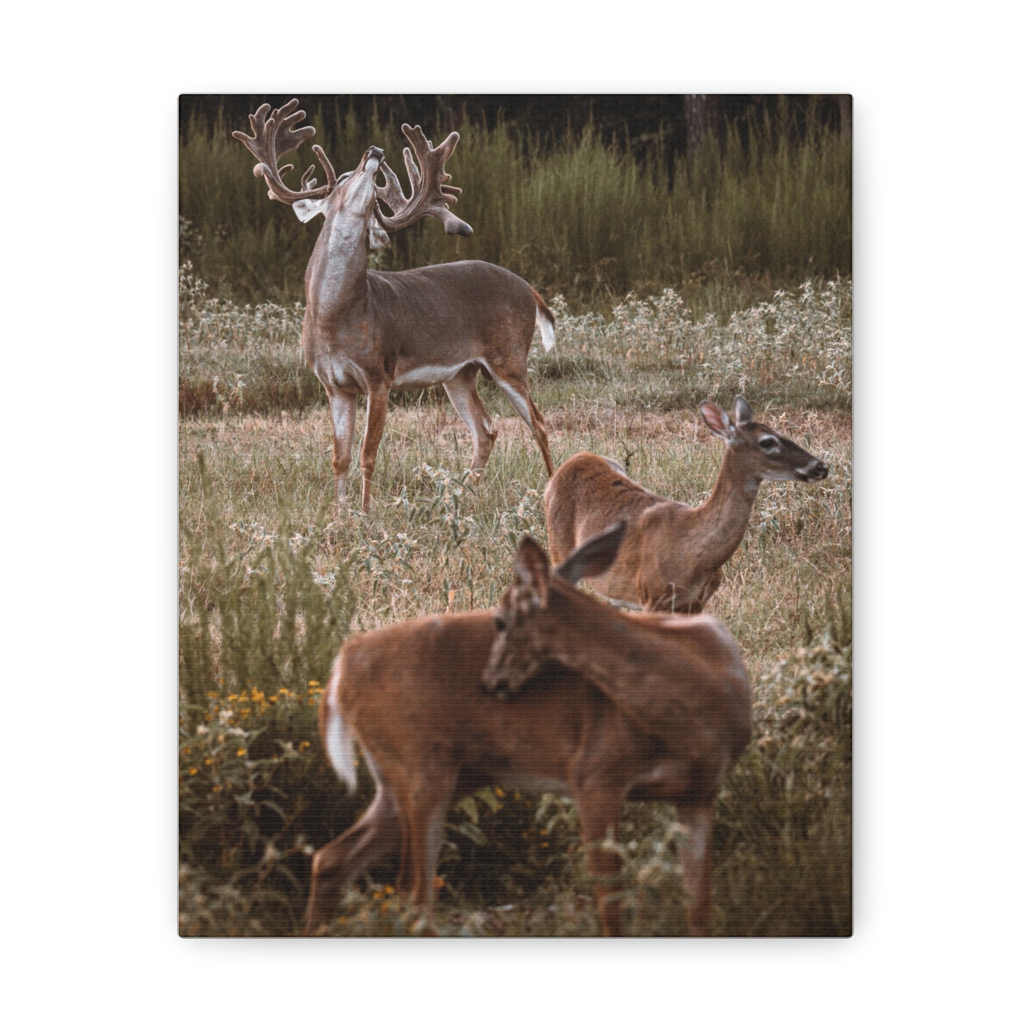 Canvas of Majestic Buck with Whitetail Does