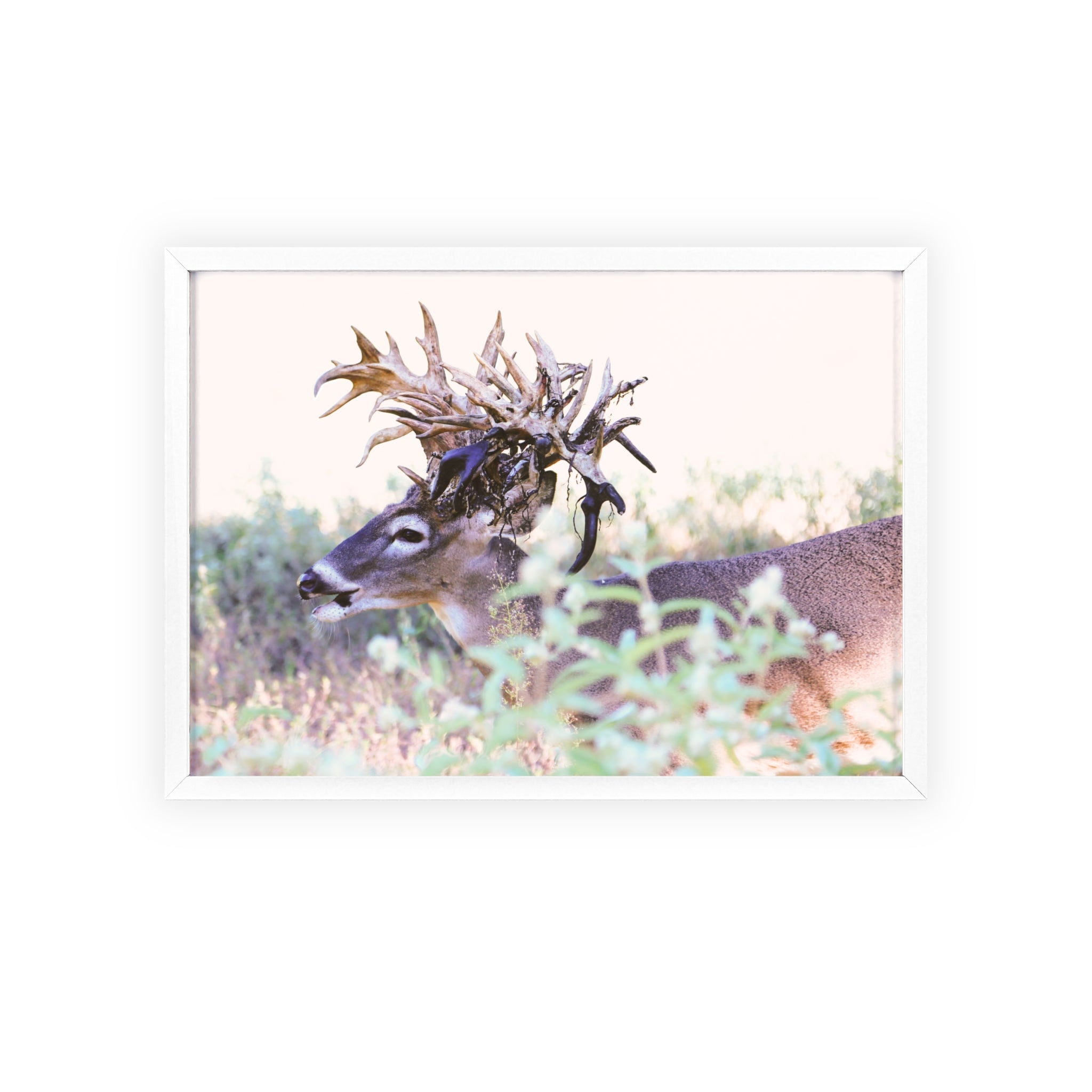 Framed Print of 'Freaknasty'