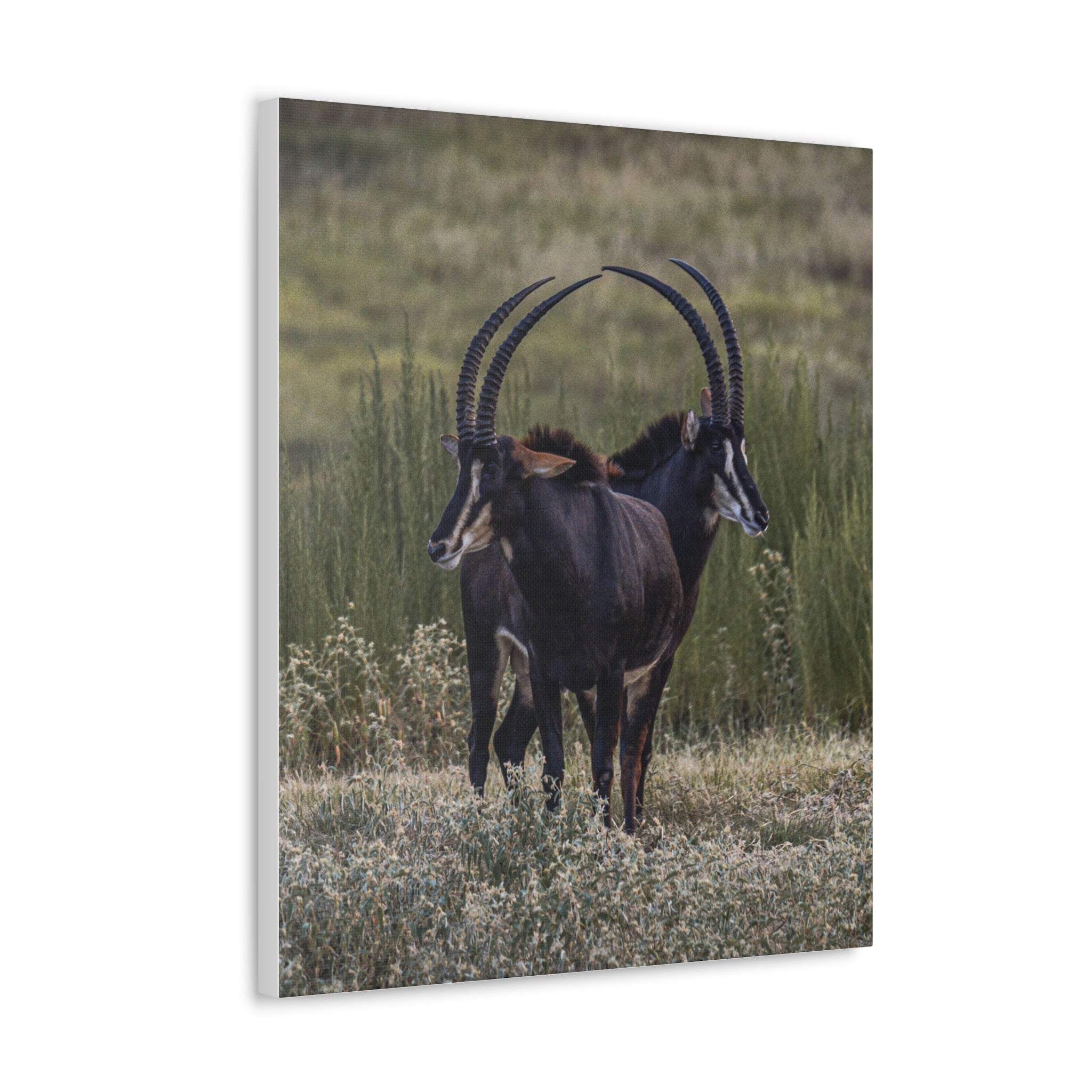 Canvas print of Sables Heart