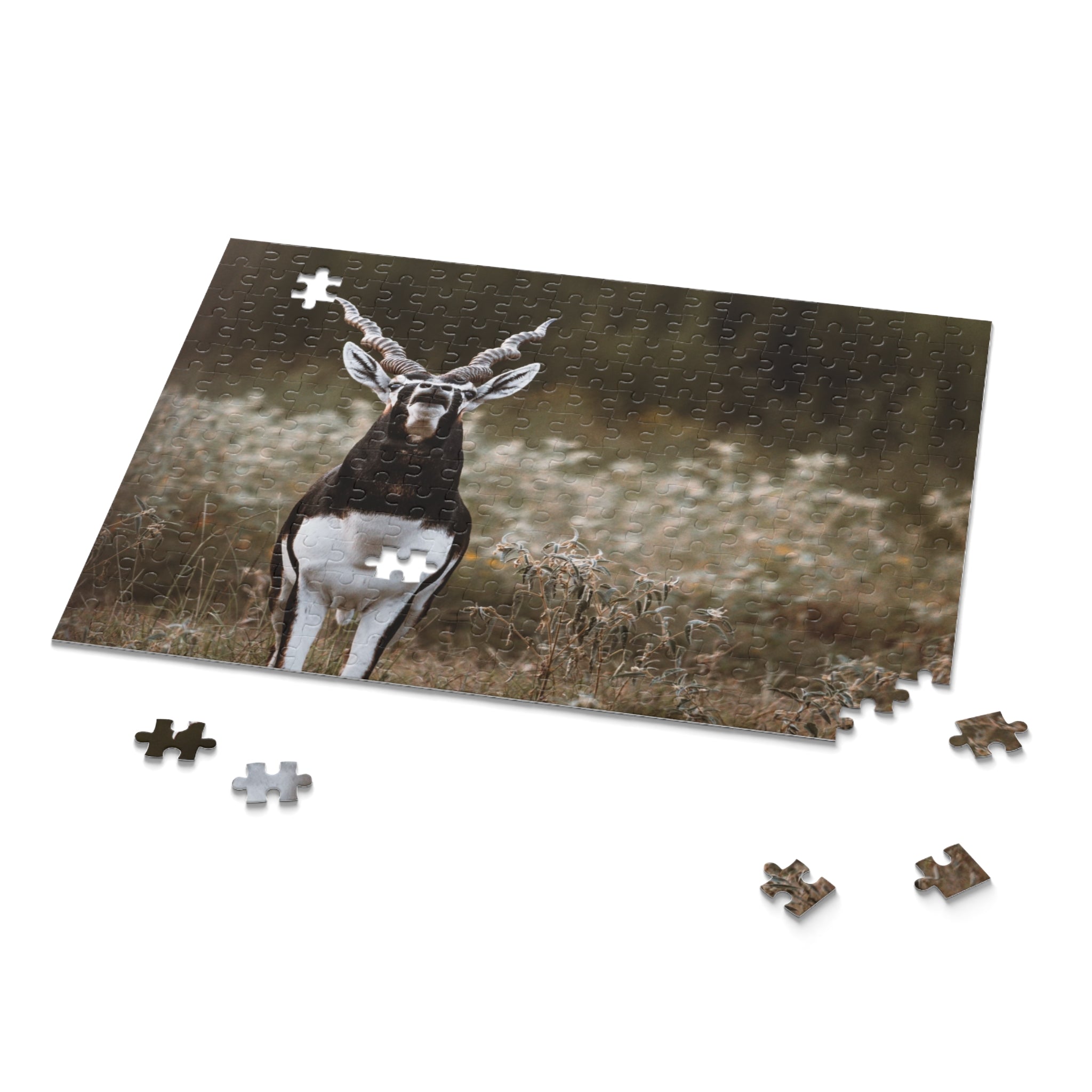 Puzzle of Blackbuck Bellowing