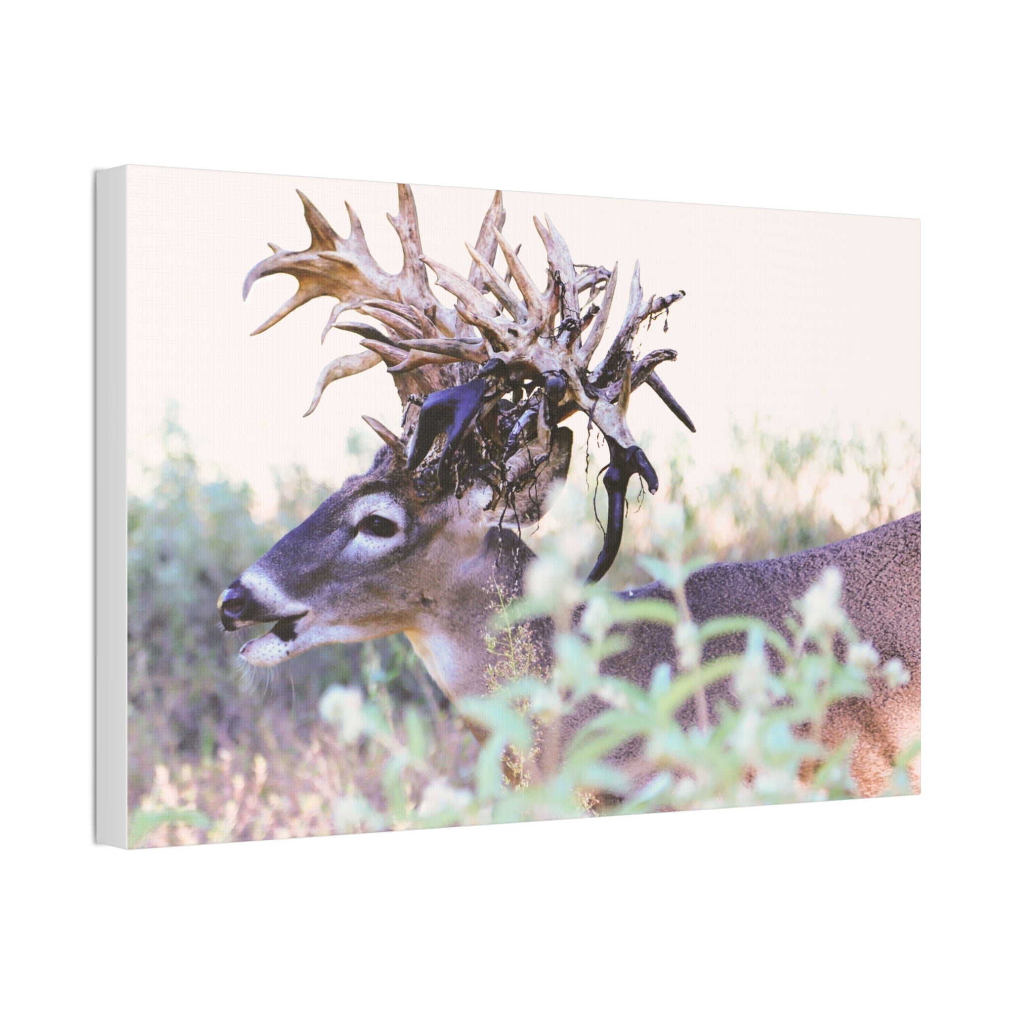 Canvas Print Of ‘Freaknasty’
