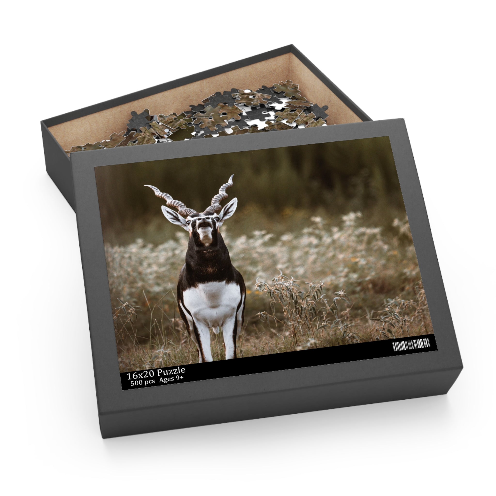 Puzzle of Blackbuck Bellowing