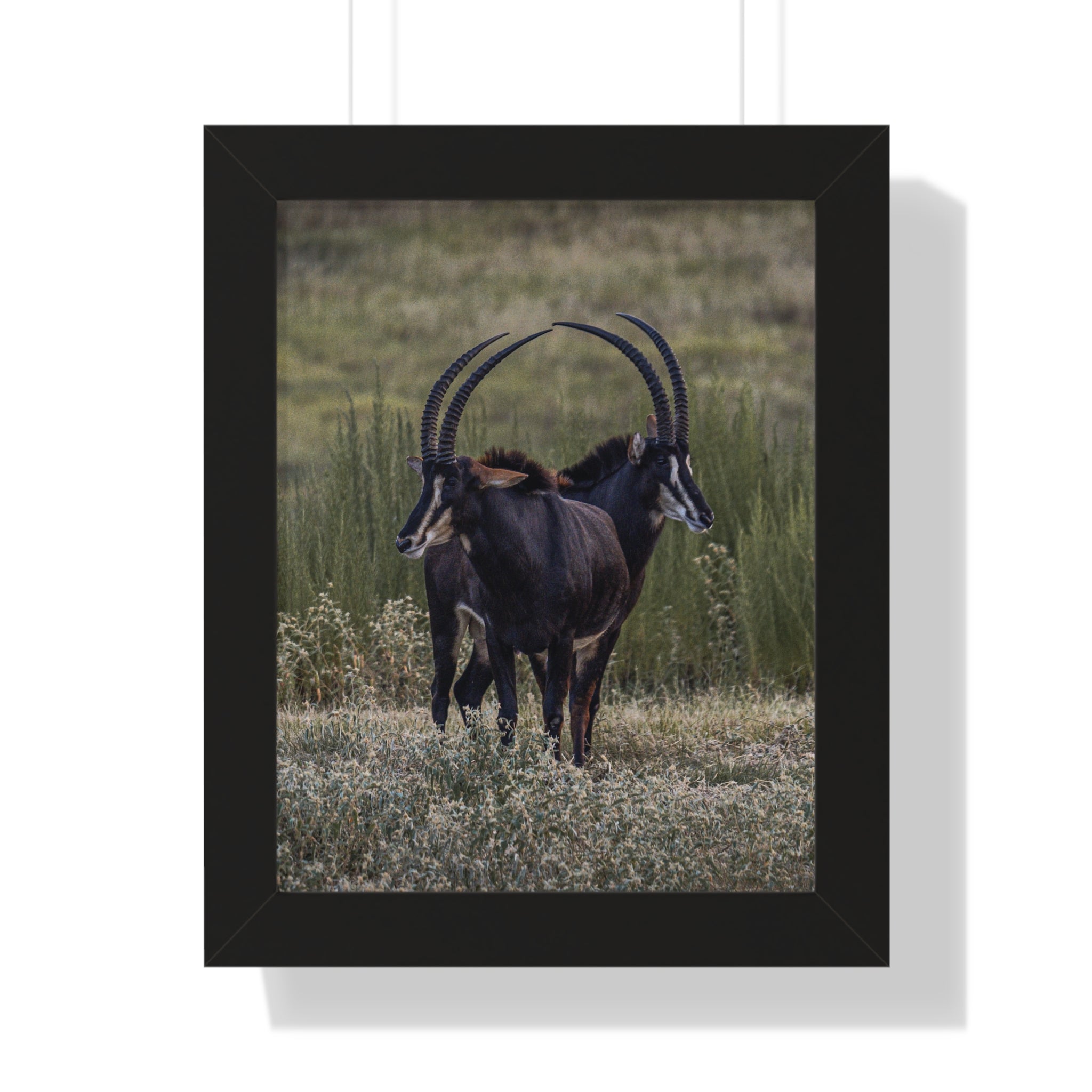 Framed print of Sables Heart