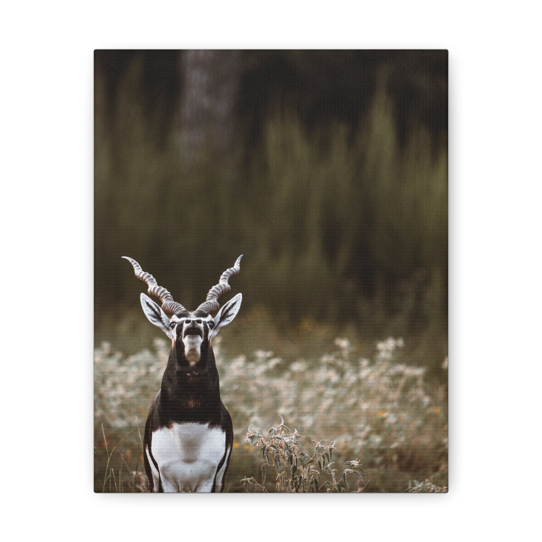 Canvas Print of Blackbuck Bellowing
