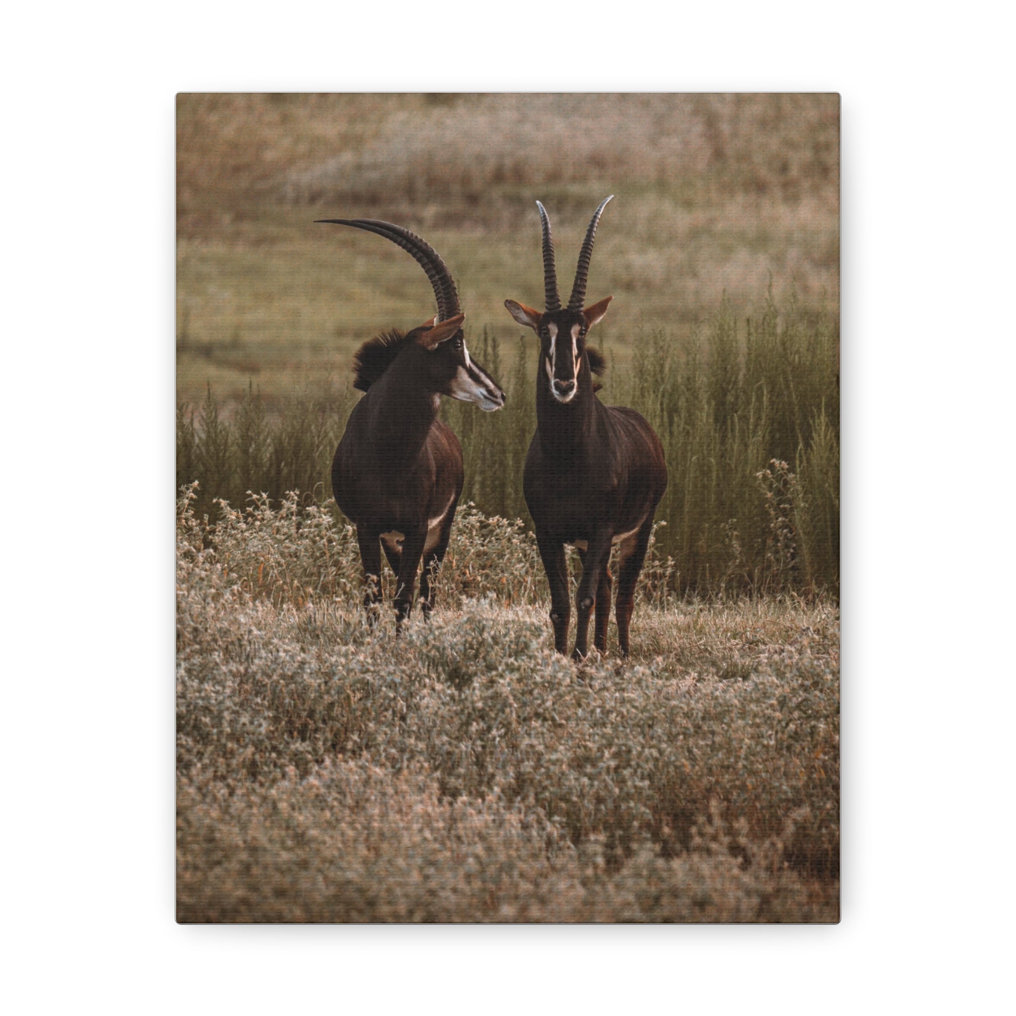 Canvas of Two Sable Bucks in Conversation