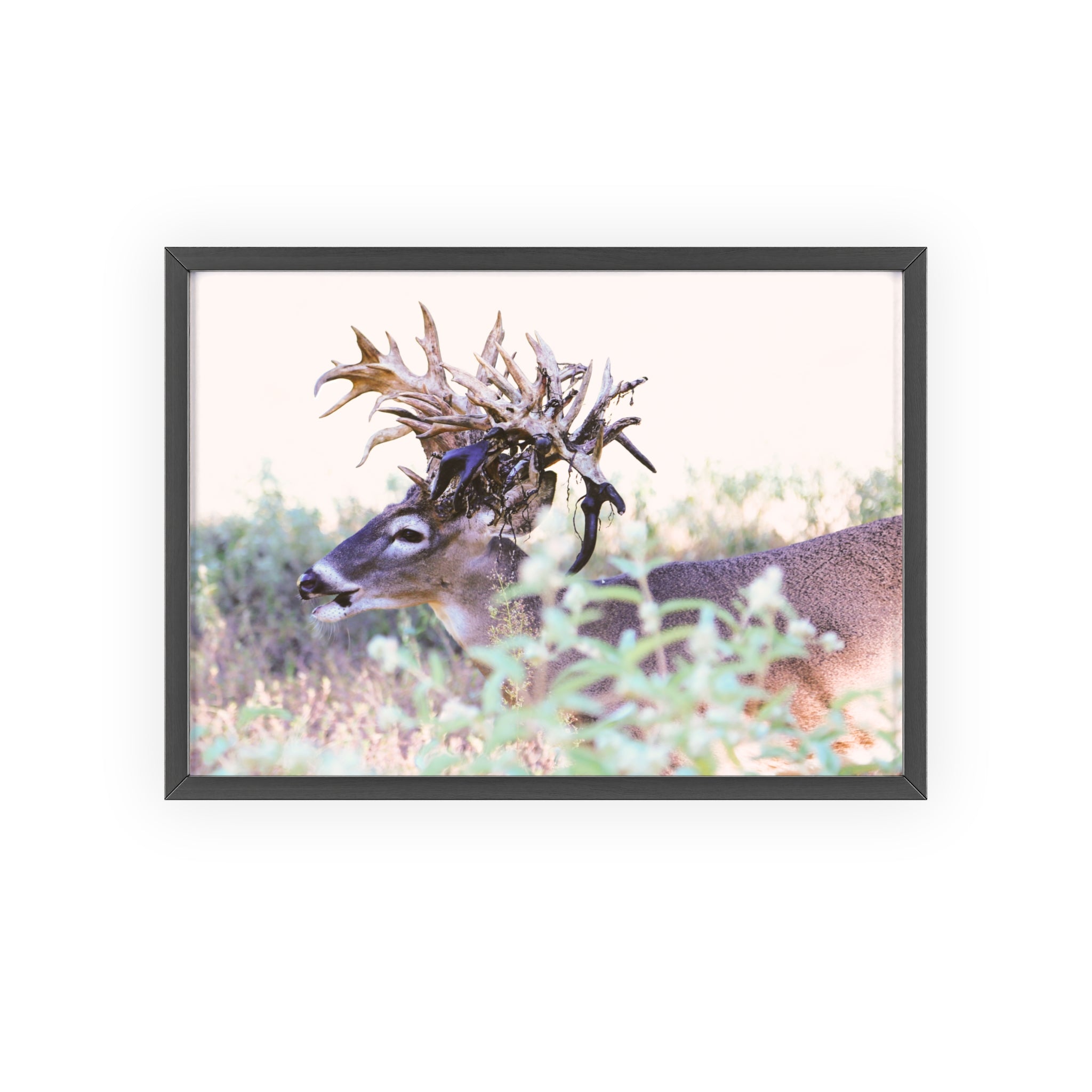 Framed Print of 'Freaknasty'
