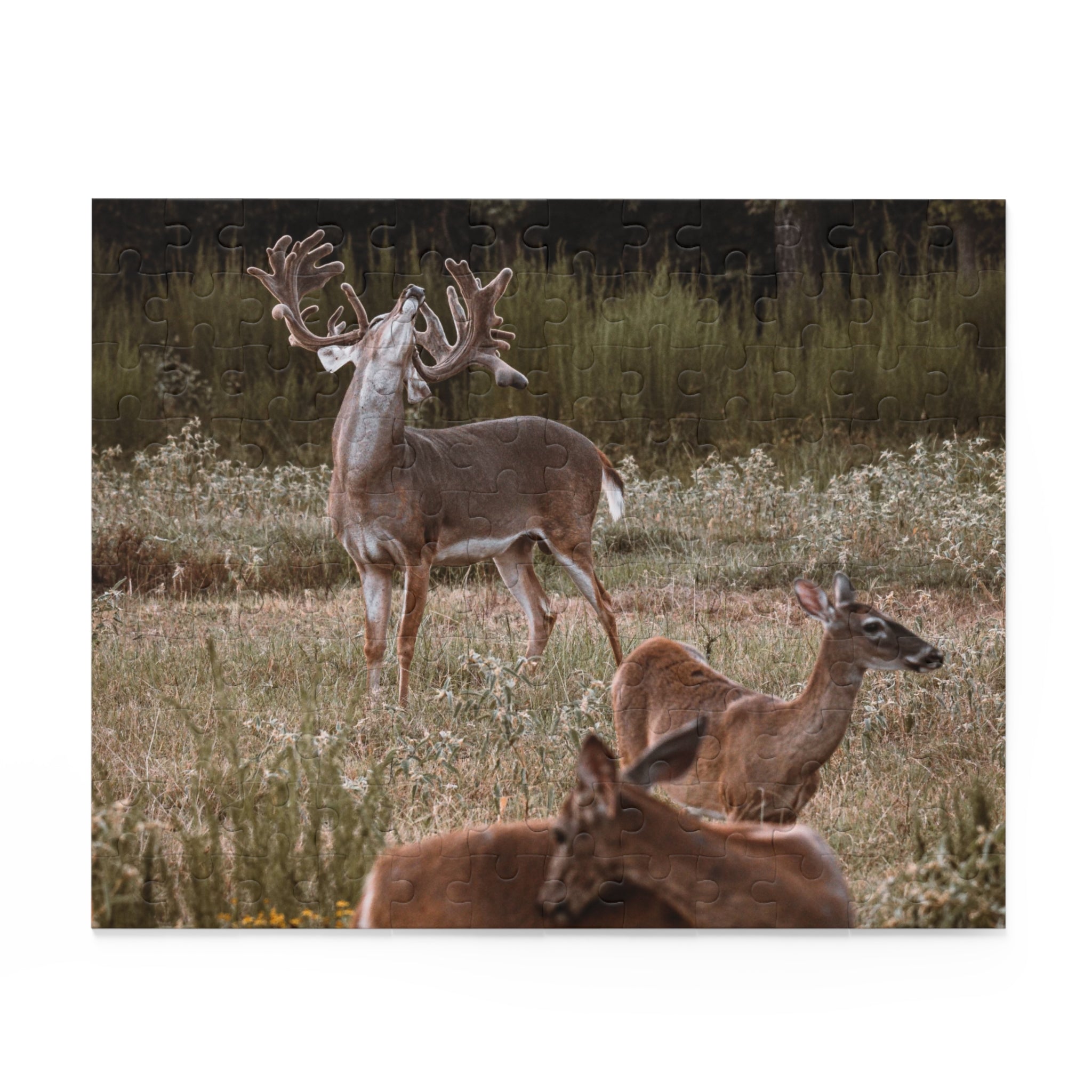 Puzzle (120, 252, 500-Piece)