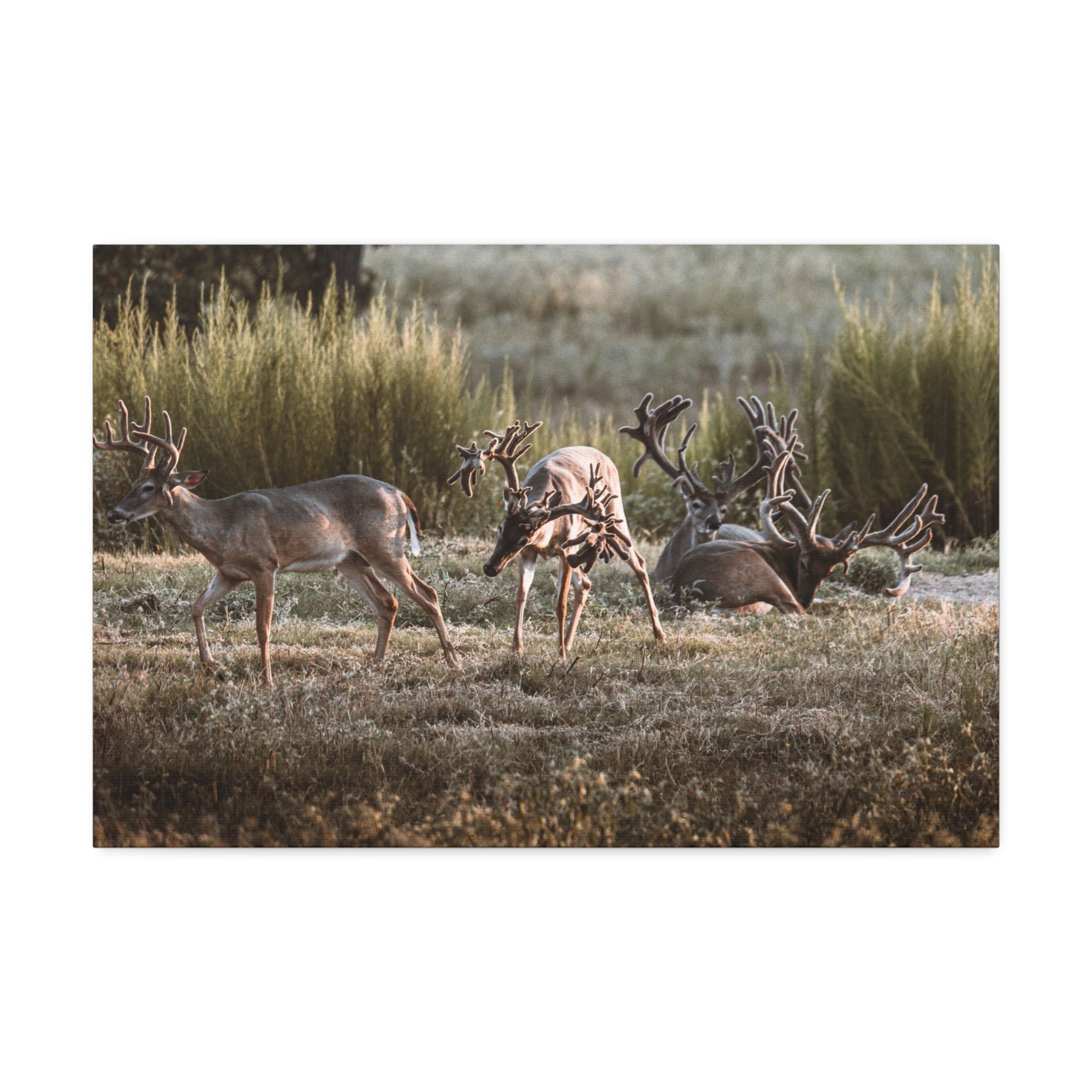 Canvas print of Monsters in a Meadow
