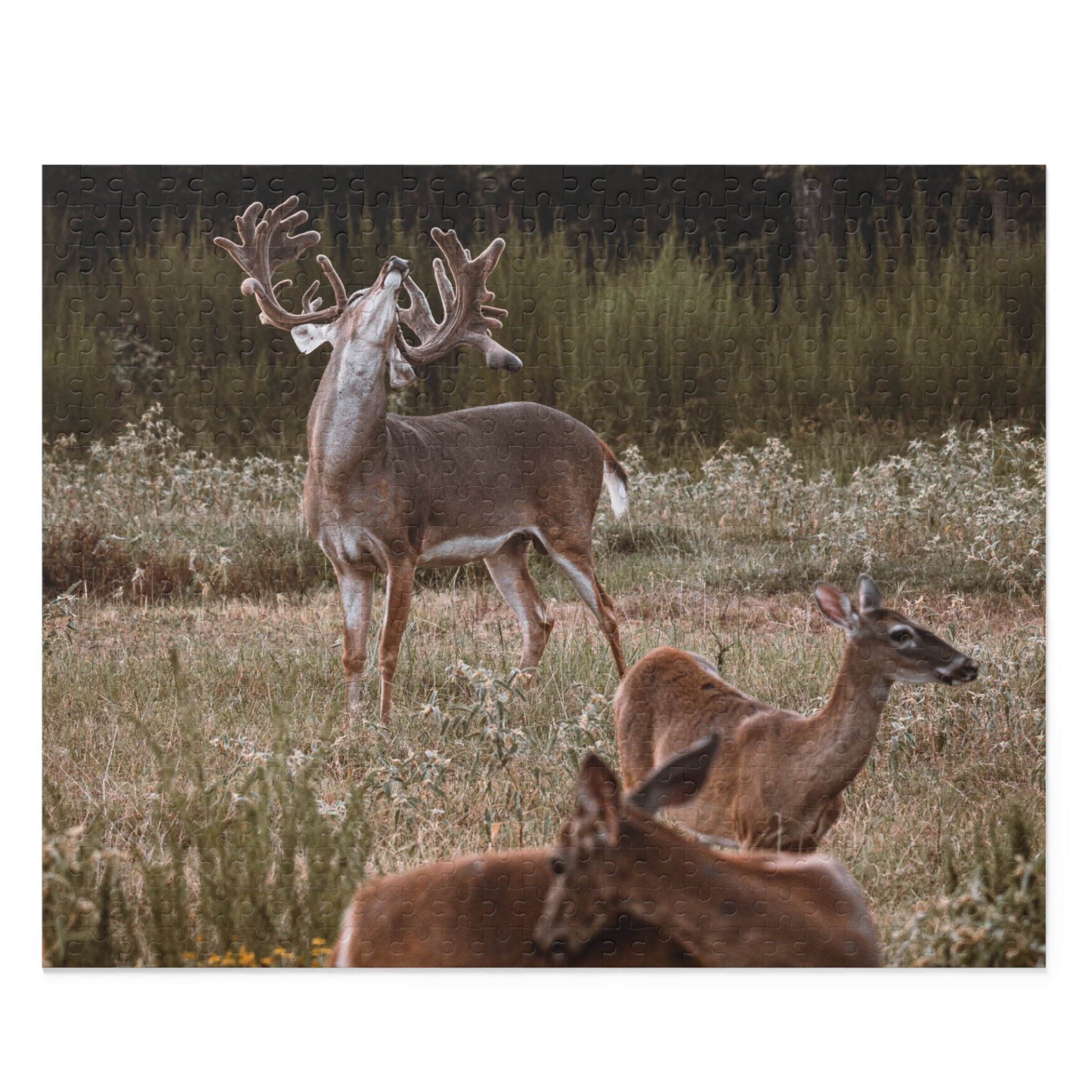 Puzzle (120, 252, 500-Piece)