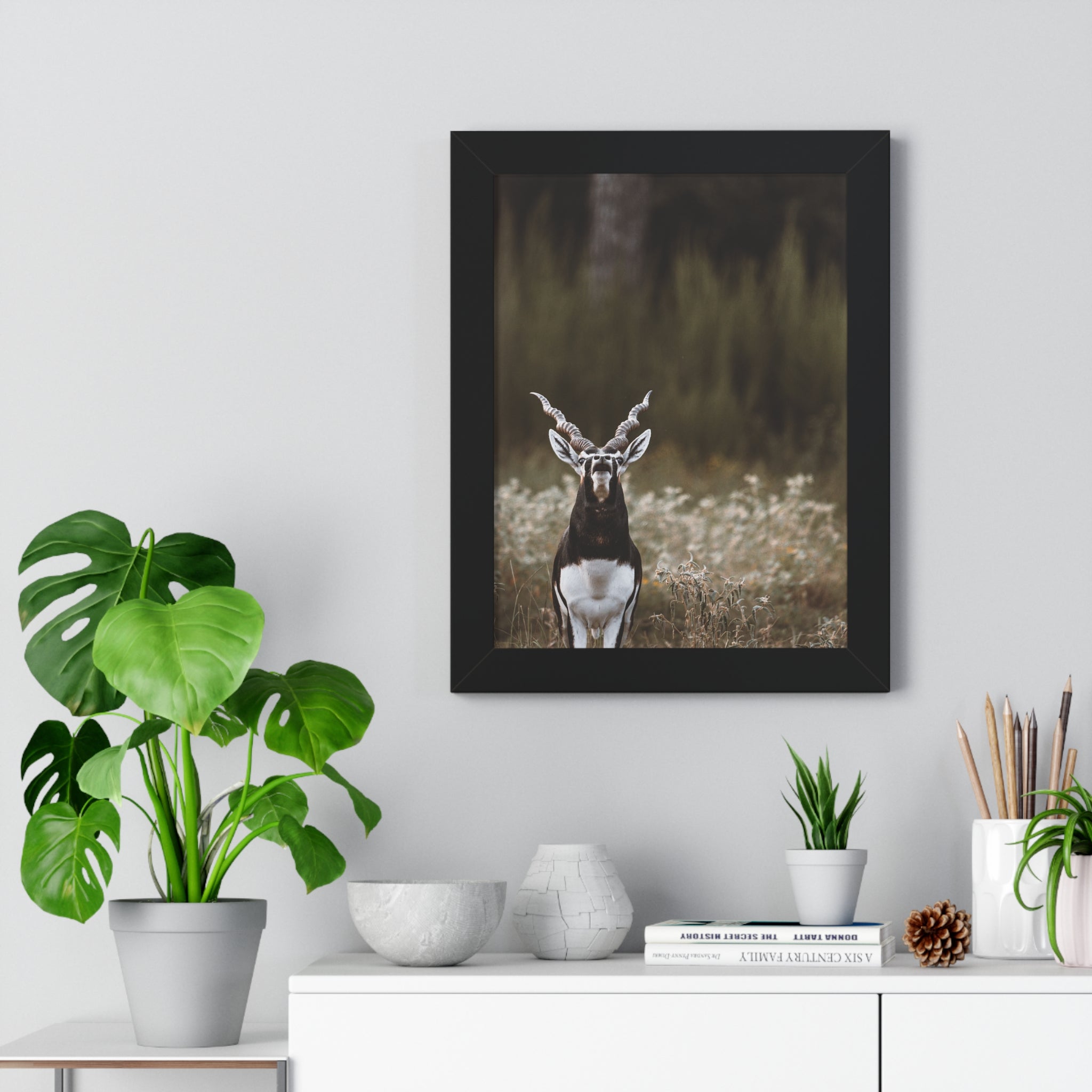 Framed print of Blackbuck Bellowing