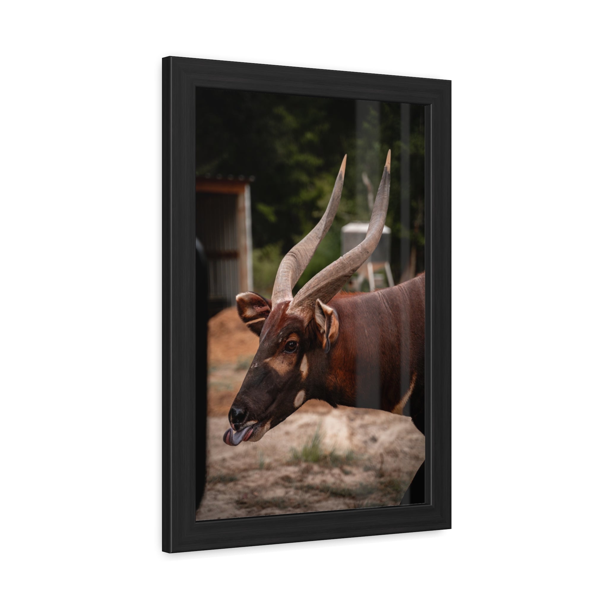 Framed Print of Buc Buc the Bongo Antelope