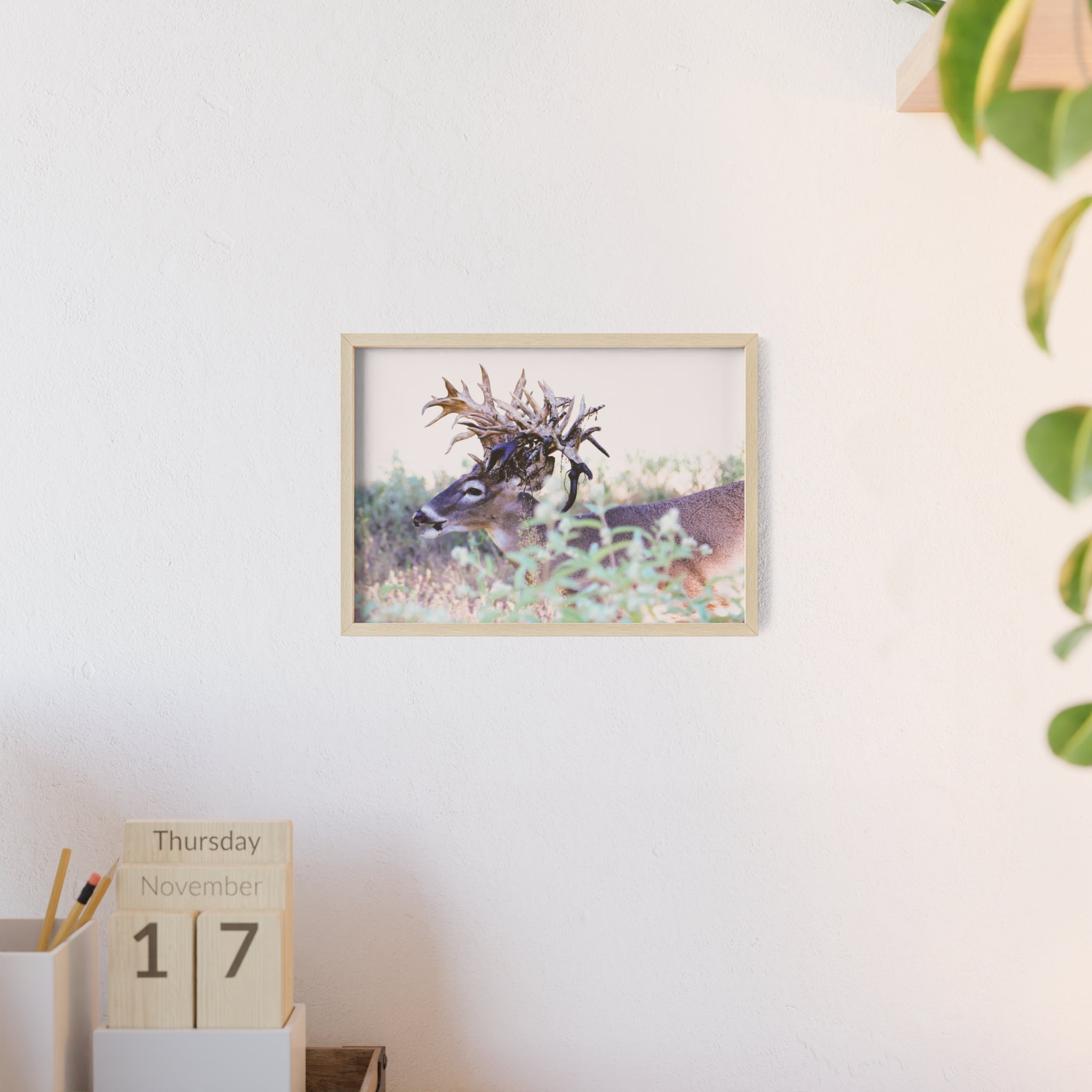 Framed Print of 'Freaknasty'