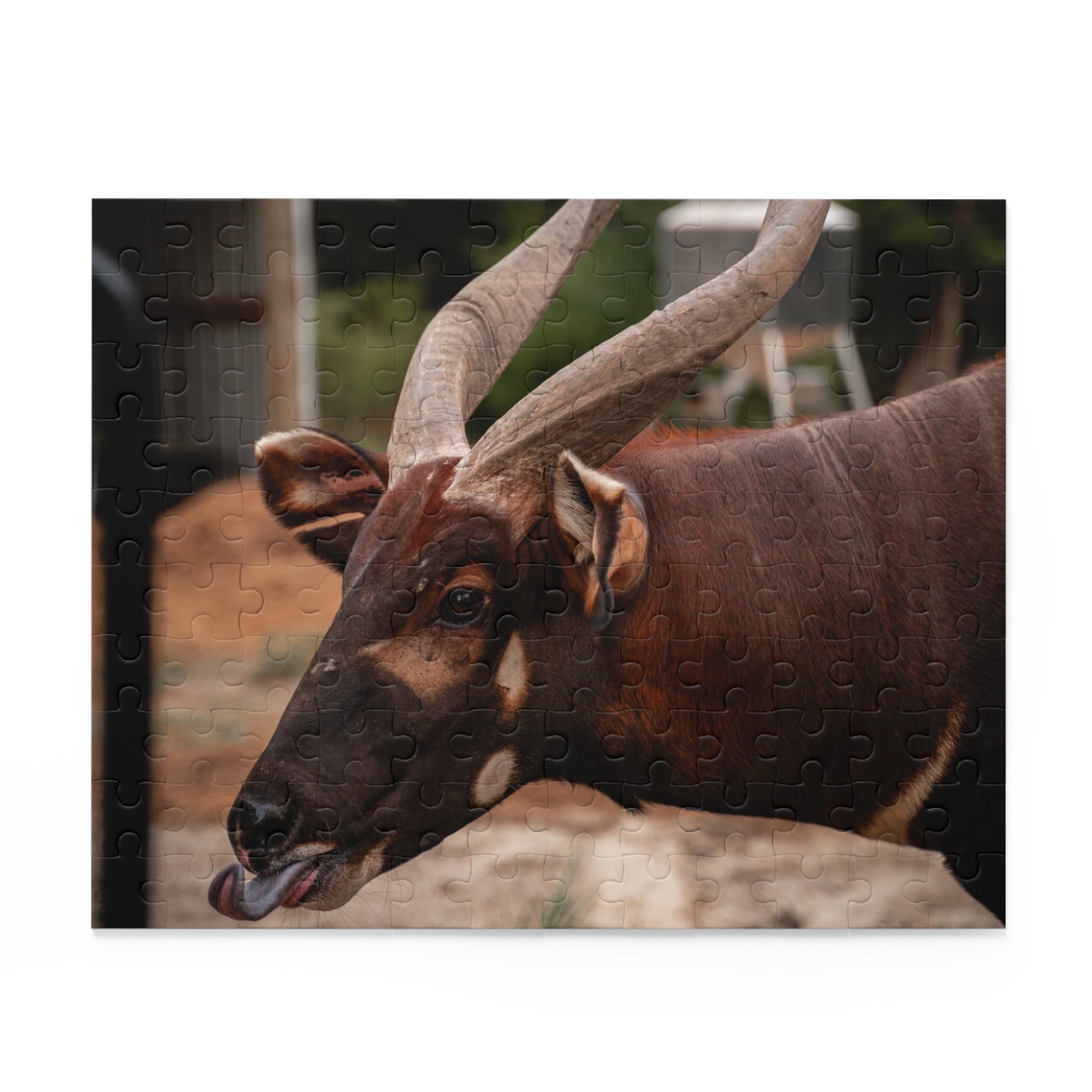 Puzzle of Buc Buc the Bongo Antelope