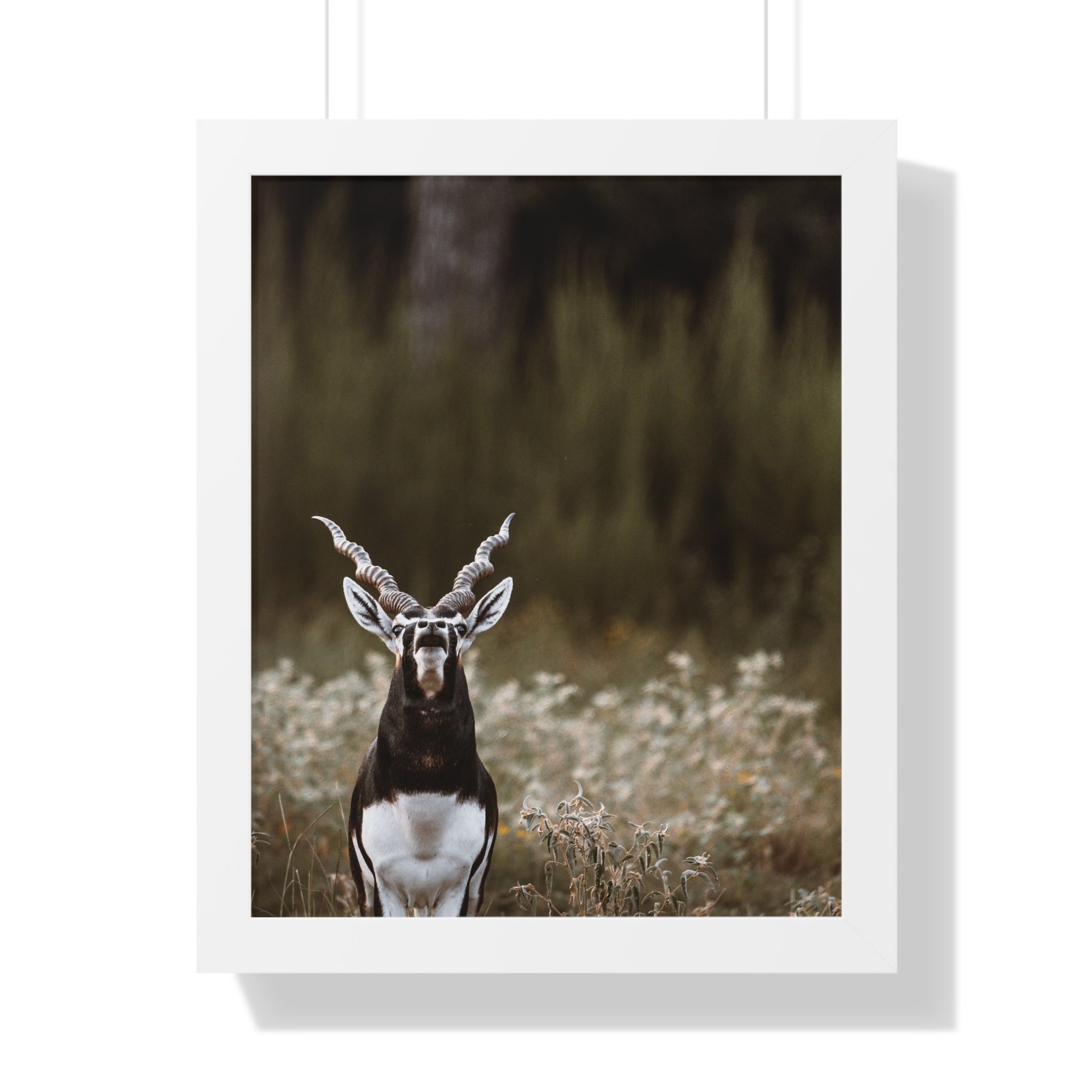 Framed print of Blackbuck Bellowing