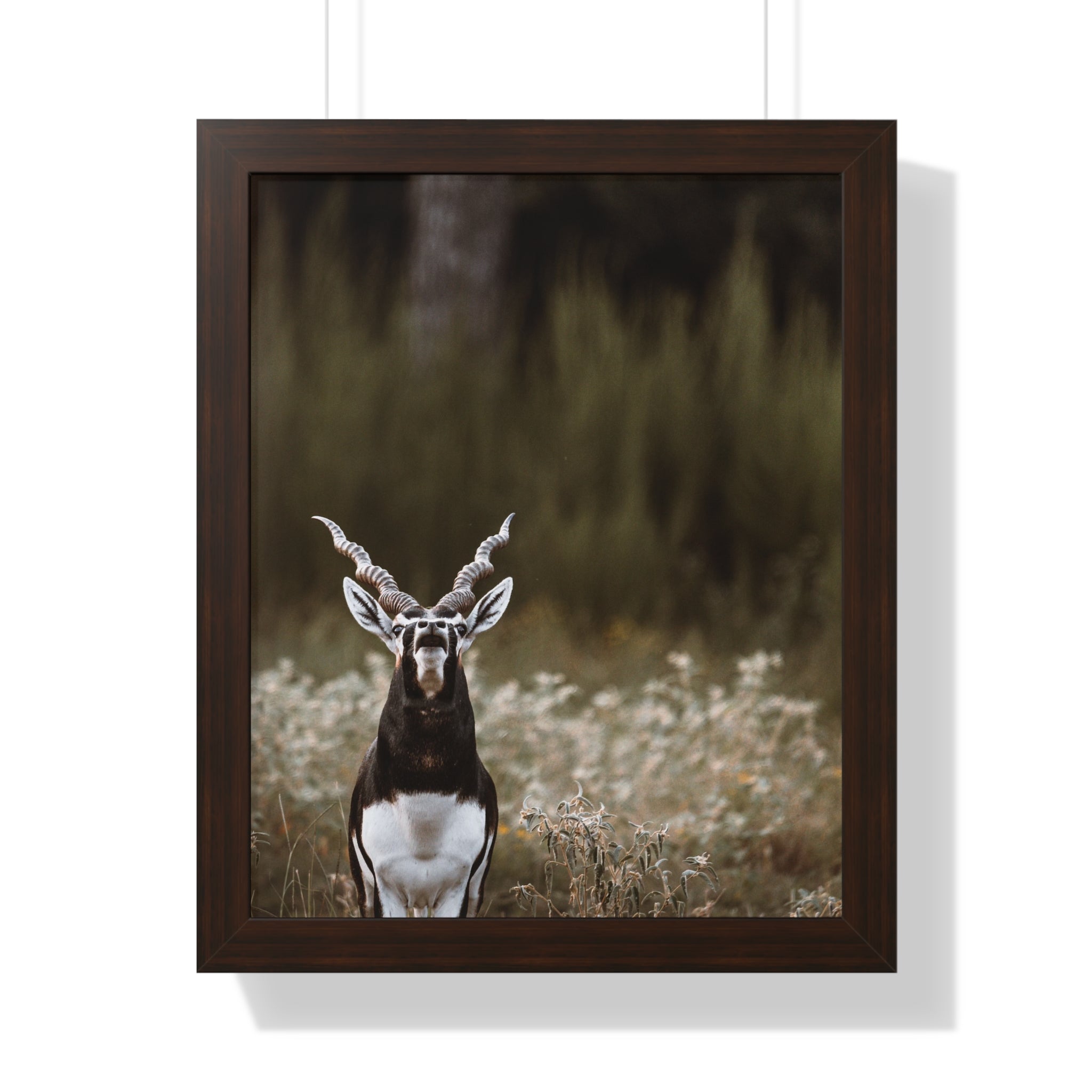 Framed print of Blackbuck Bellowing