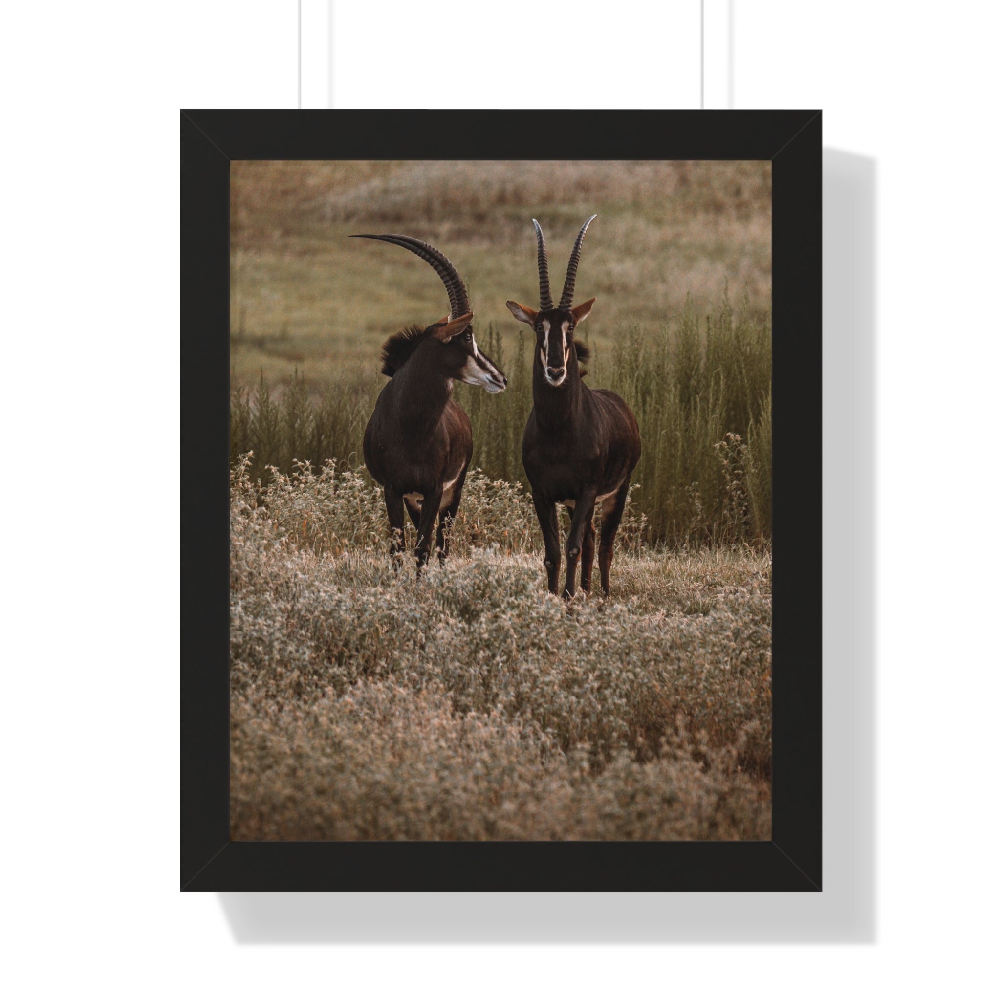Framed Print of Two Sable Bucks in Conversation