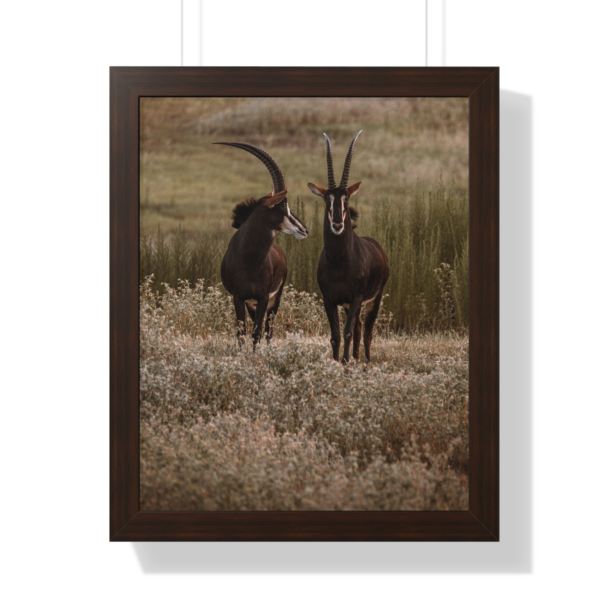 Framed Print of Two Sable Bucks in Conversation